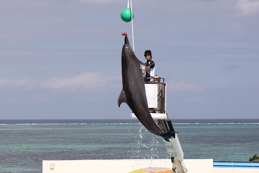 美ら海水族館