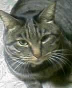 ウチのみーです。