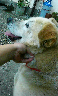 おニューの首輪で