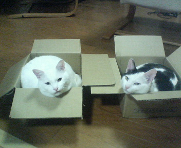 うちのも。。。