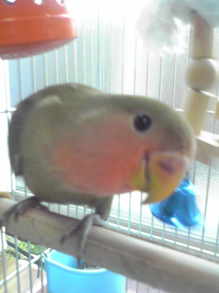 生後３ヶ月ポーちゃんといいます。