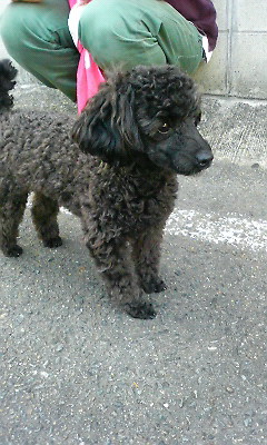 モモちゃん遊びに来た