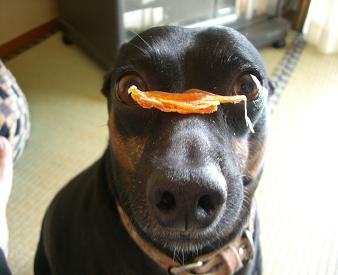 待て・・・だよん♪