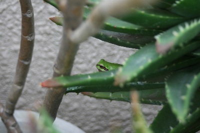 ベランダの住人