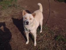 フルーツトマトの光農園