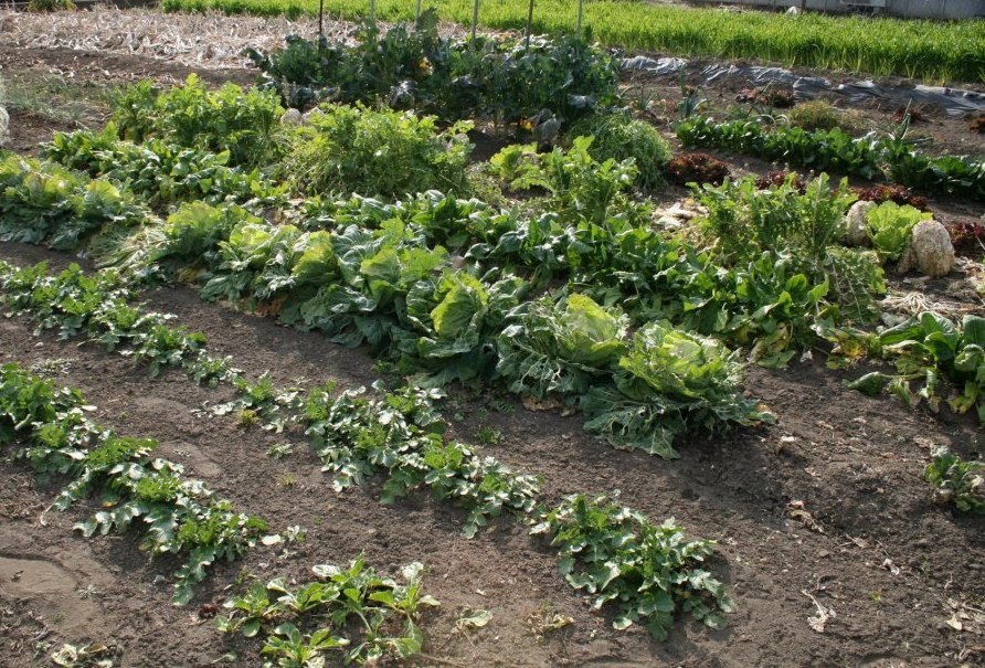 フランス料理 ラポール・ド・クニトミ